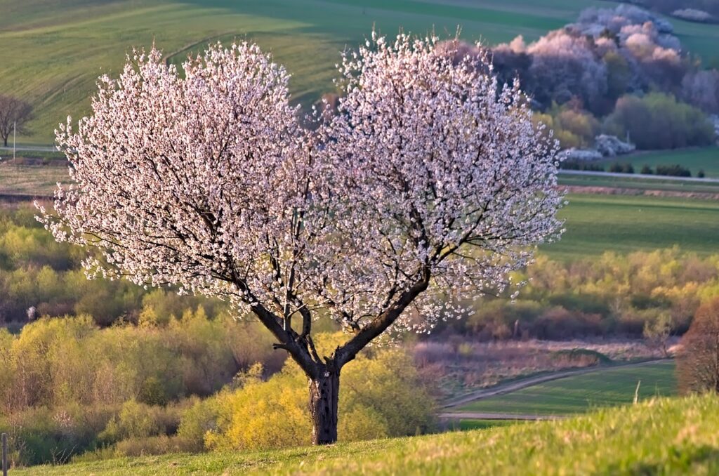 Ökad tillgång till hjärtstartare kan rädda liv, enligt Svenska HLR-rådet