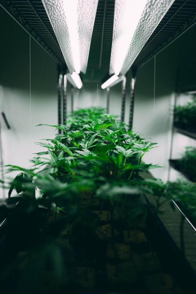 Starkare cannabis, större risker? Samband mellan hög THC-halt och psykiska sjukdomar