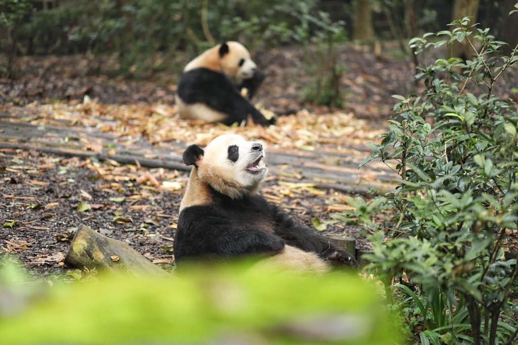 Erfarenheter från PANDA-enheten på St Vincent’s Hospital: En analys av verksamhet och patientupplevelser under tre år